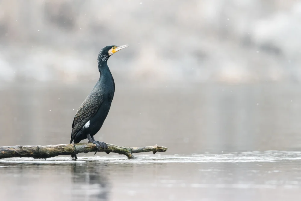 Silberkehle (Ramphocelus carbo)