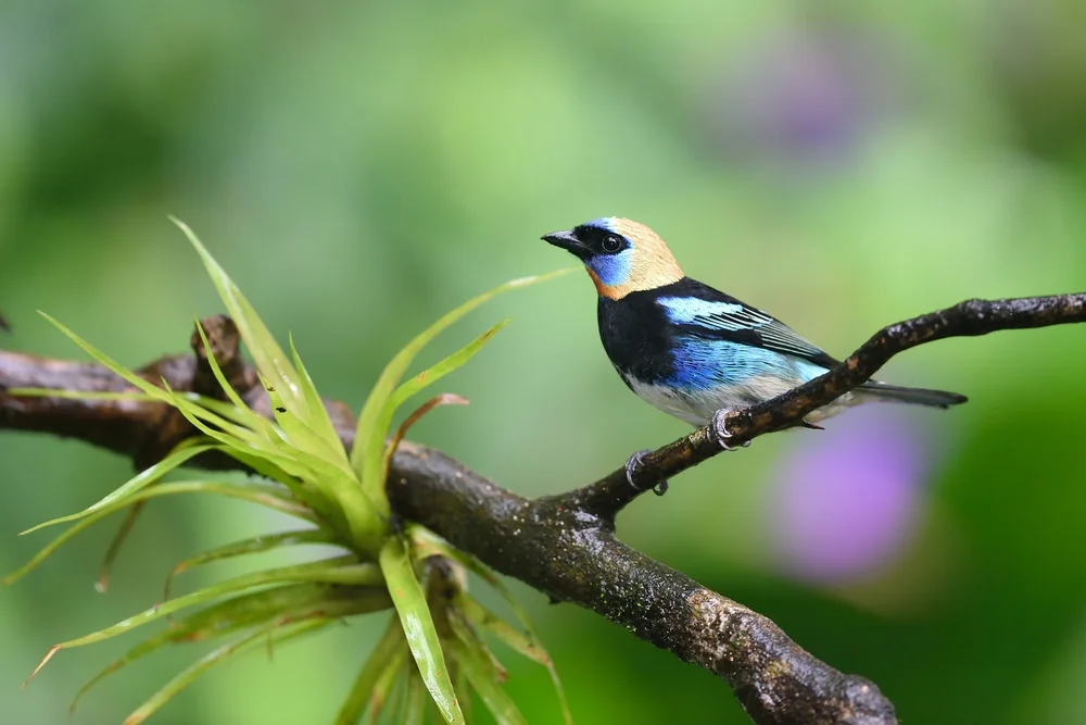 Silberkinn-Tangare (Tangare argyrofenges)