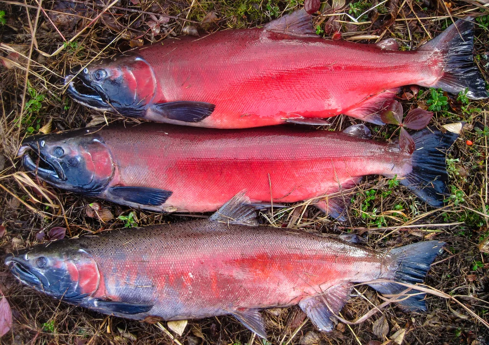 Silberlachs (Oncorhynchus kisutch)