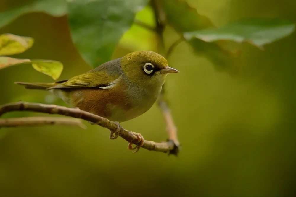 Silberohr-Brillenvogel (Zosterops lateralis0