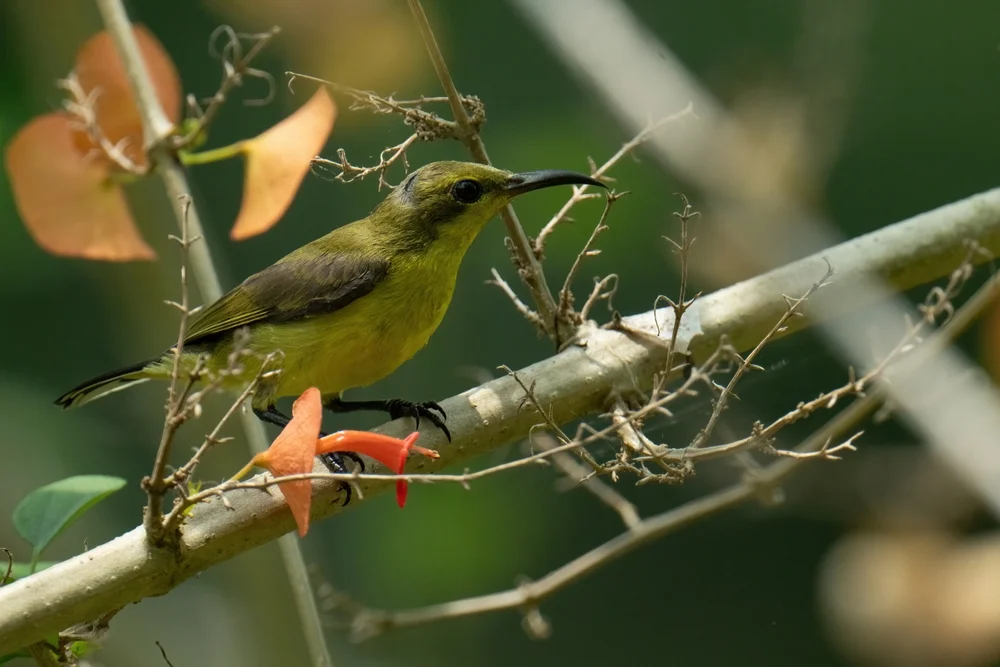 Silberohr-Honigfresser (Lichmera argentauris)