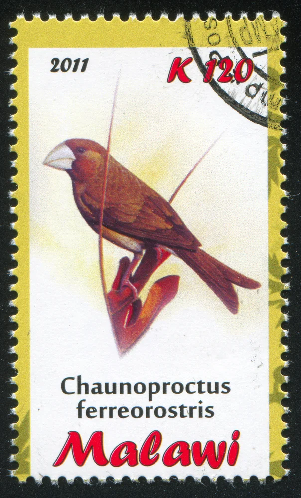 Silberschnabel-Schattenkolibri (Chaunoproctus ferreorostris)
