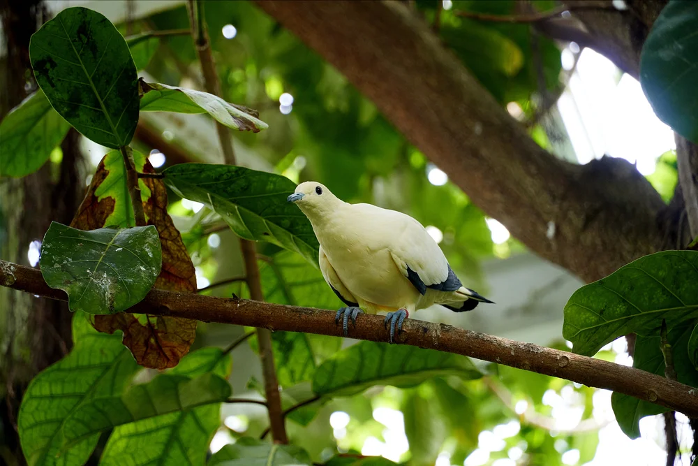 Silbertaube (Columba argentina)