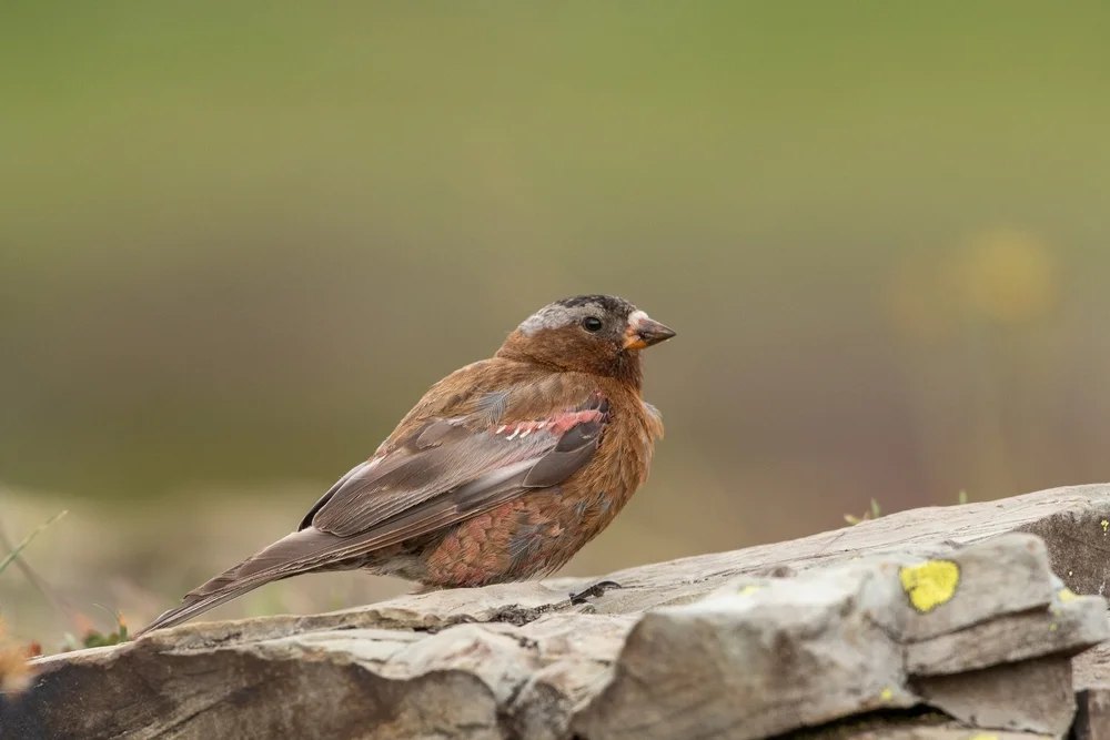 Sillem-Schneegimpel (Leucosticte sillem)