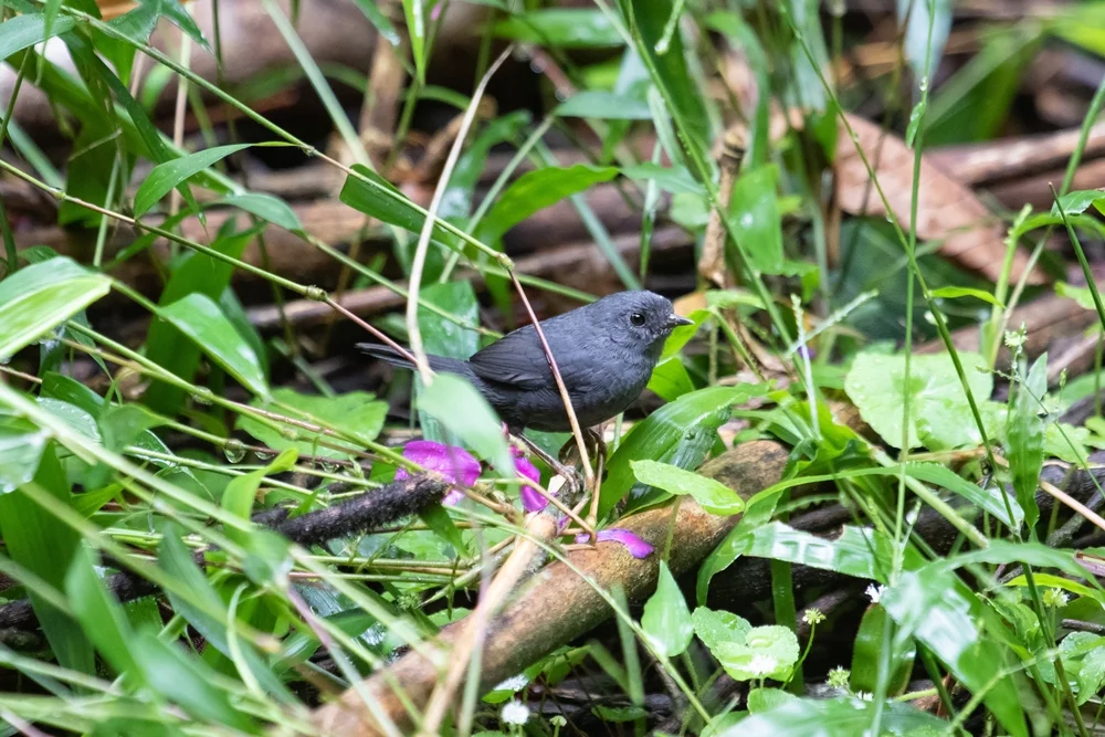 Simons Tapaculo (Scytalopus speluncee)