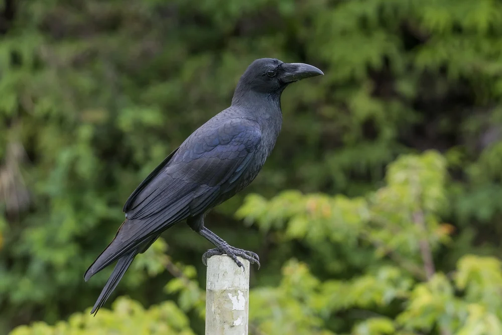 Sinaloa Krähe (Corvus sinaloae)