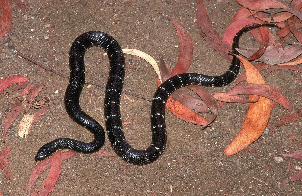 Sind-Krait (Bungarus sindanus)