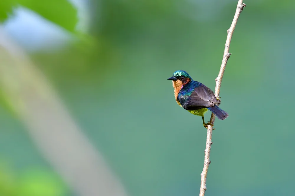 Singapur-Erdspecht (Chalcoparia singalensis)