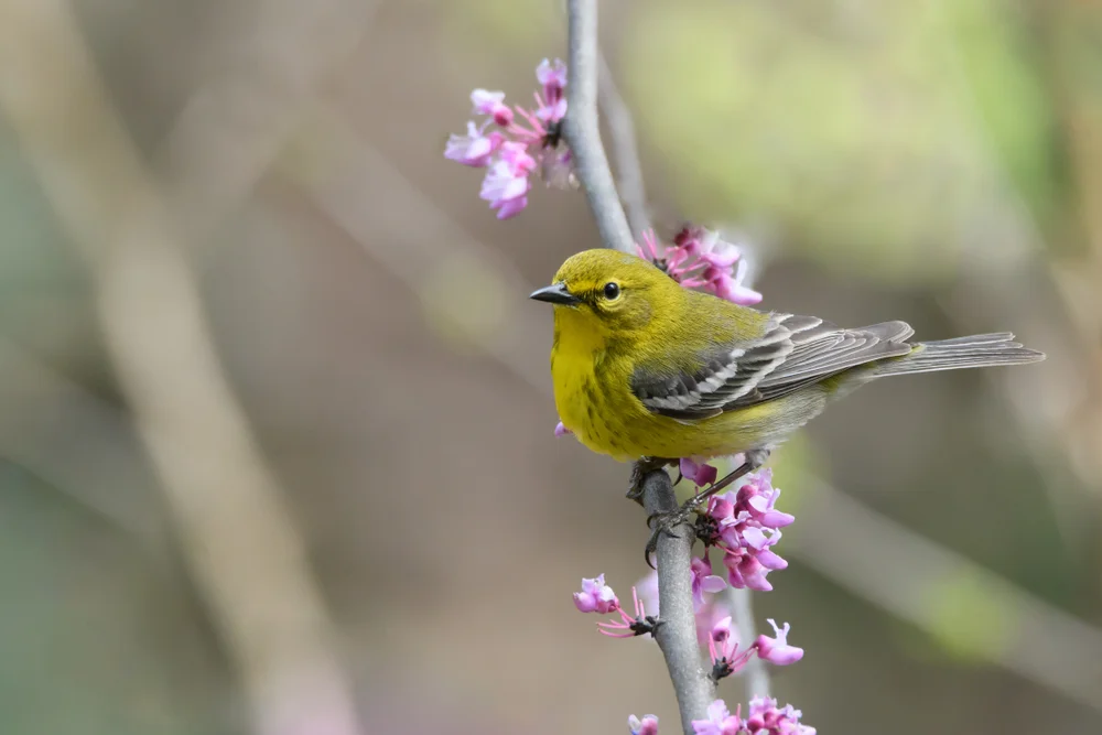 Singender Grasammer (Telespiza cantans)