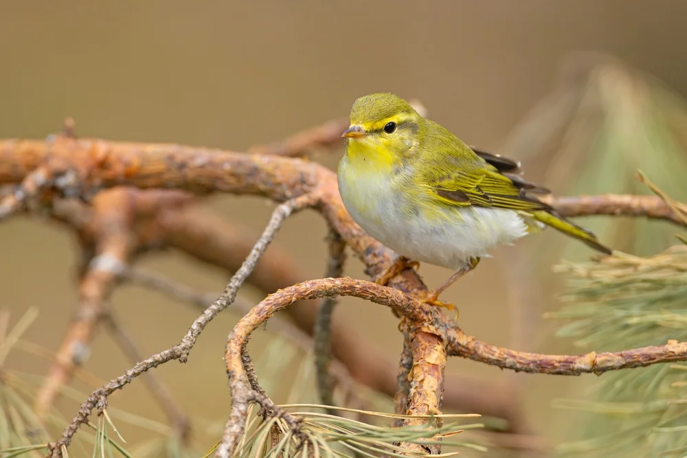 Singender Laubsänger (Phylloscopus cantator)