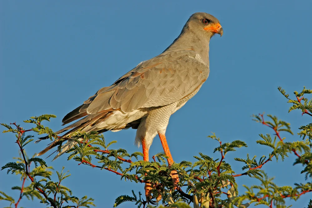 Singhabicht (Melierax canorus)