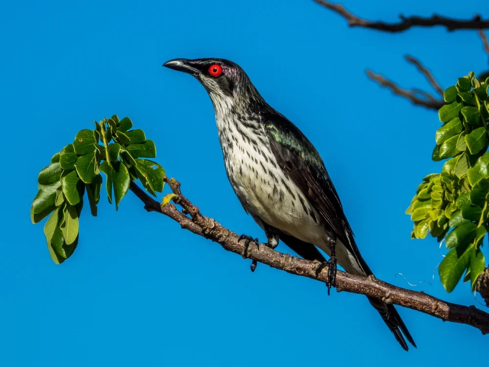 Singstar (Aplonis cantoroides)