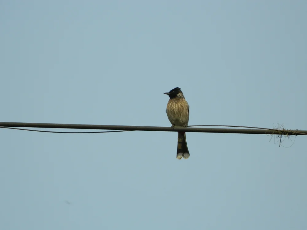 Siquijor-Bulbul (Ixos siquijorensis)