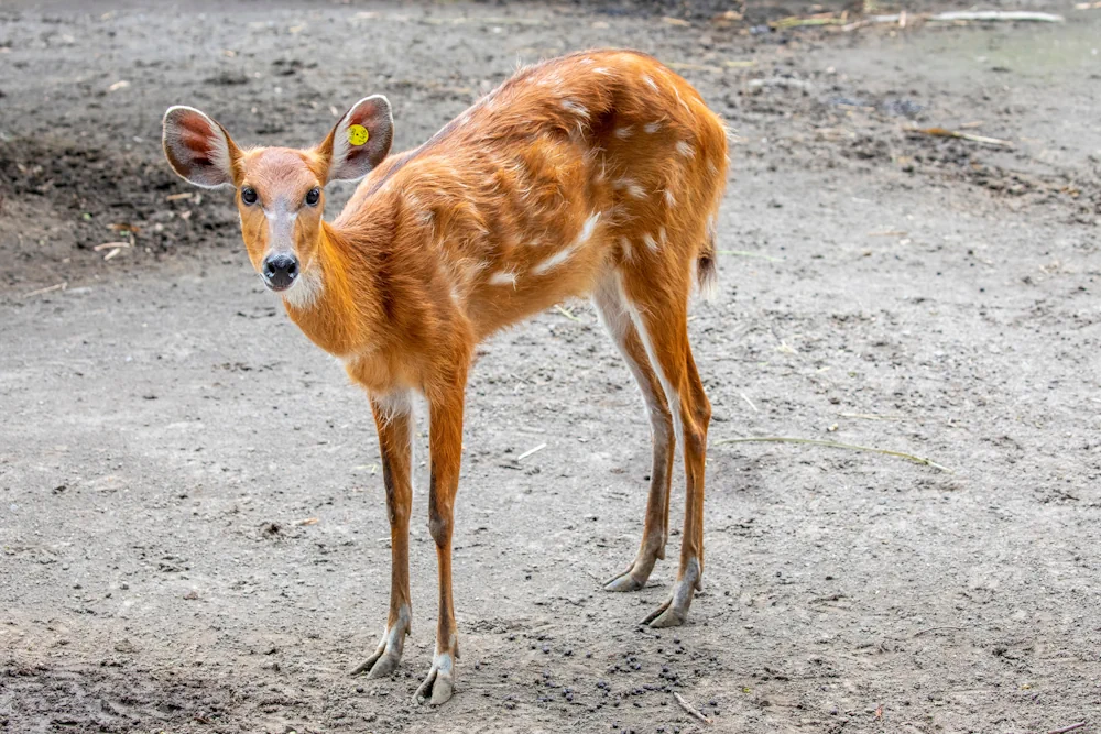 Sitatunga