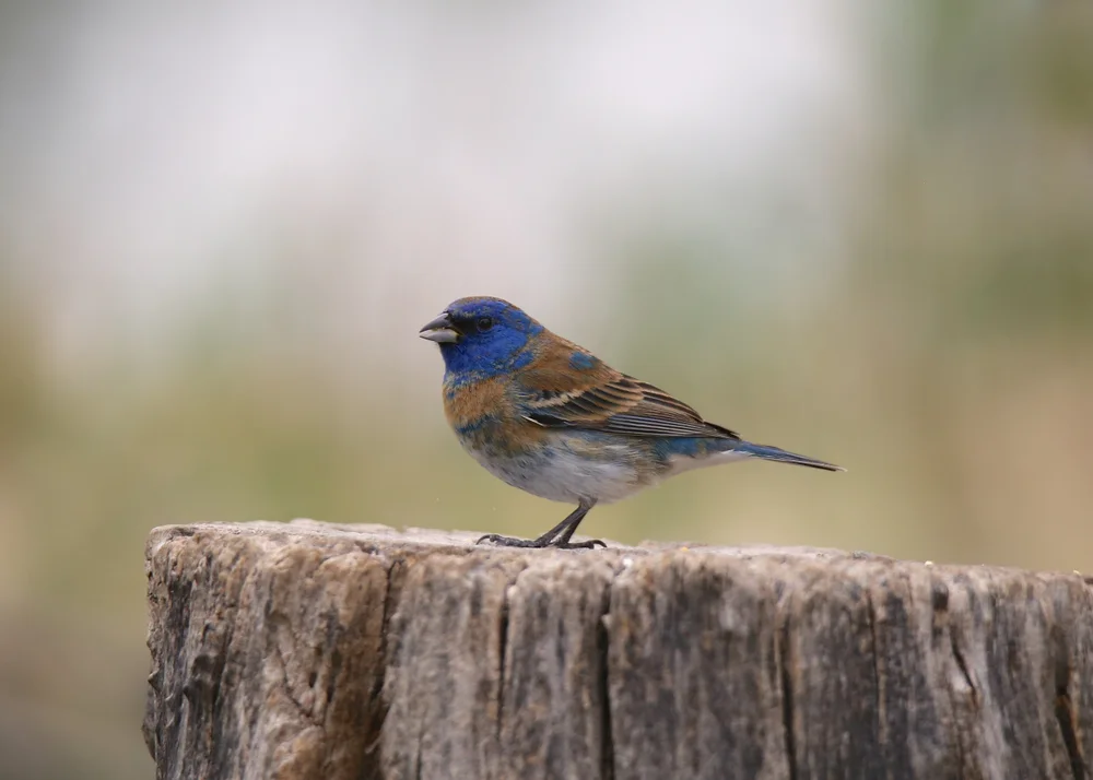 Sittich-Glanzvogel (Conirostrum sitticolor)