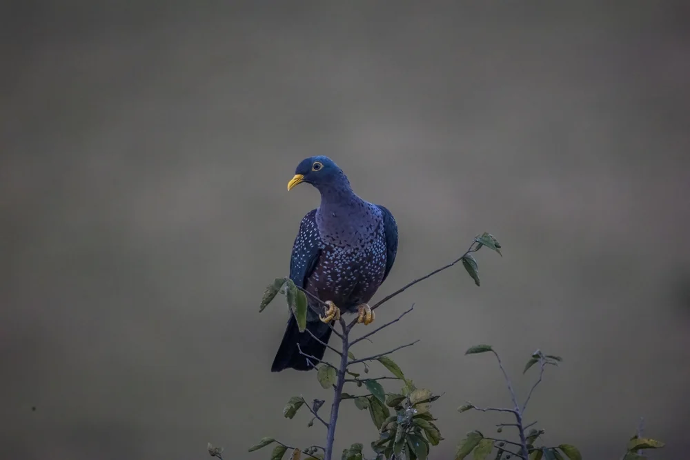 Sjöstedts Felsentaube (Columba sjostedti)