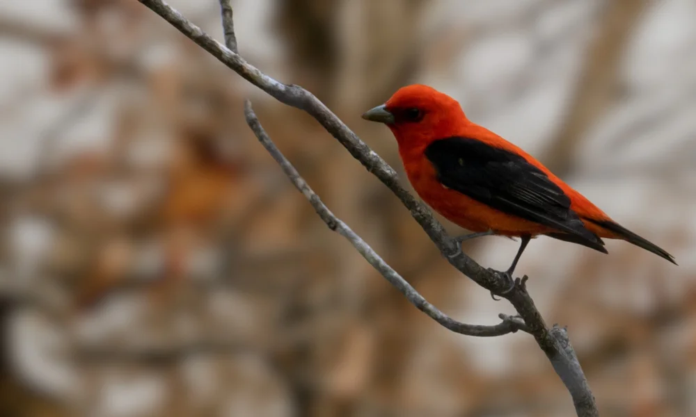 Skarlett-Sperberkolibri (Piranga olivacea)