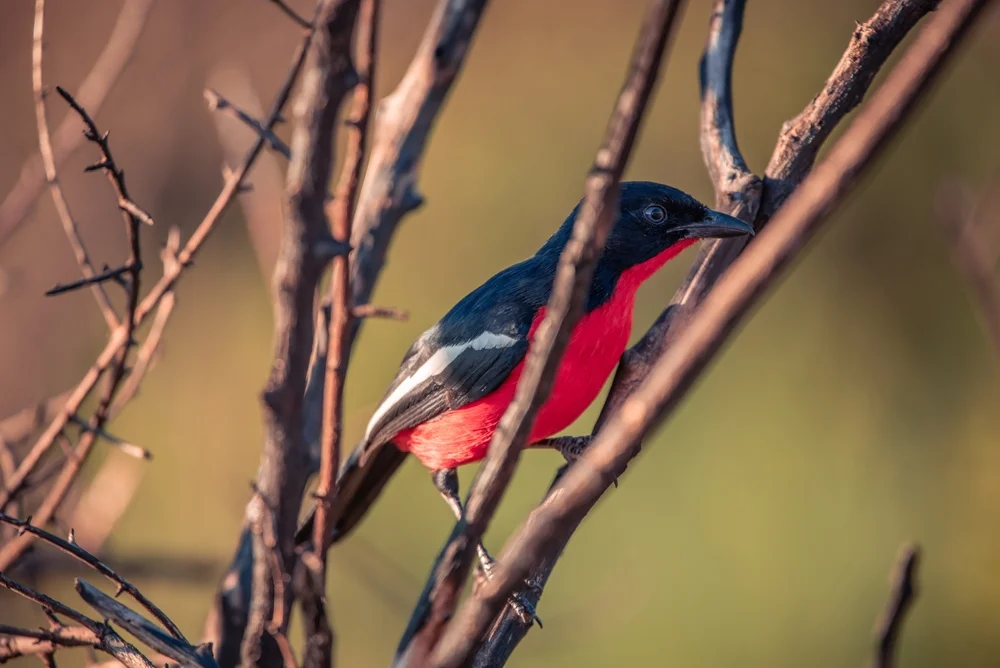 Skarletwürger (Laniarius atrococcineus)