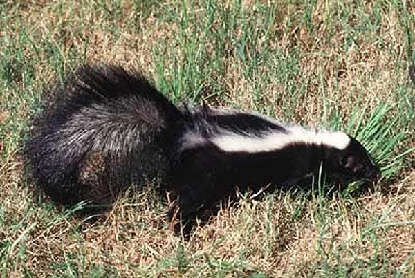 Streifenskunk