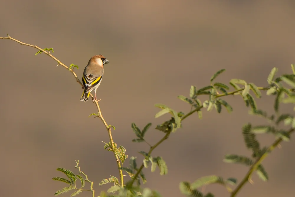 Sokotra-Nektarvogel (Rhynchostruthus louisae)