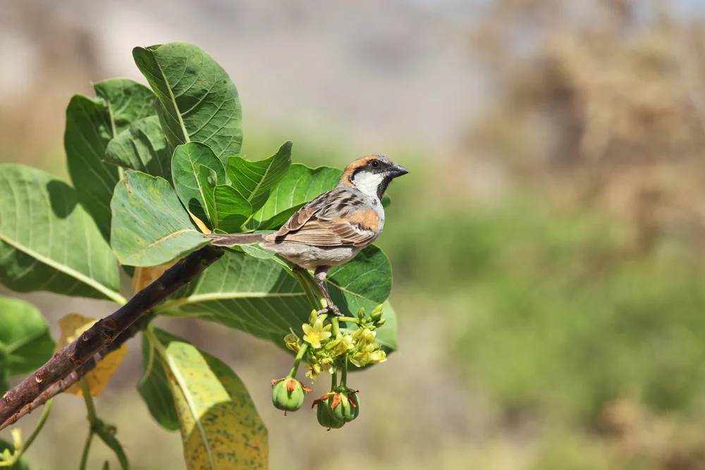 Sokotrasperling (Passer insularis)