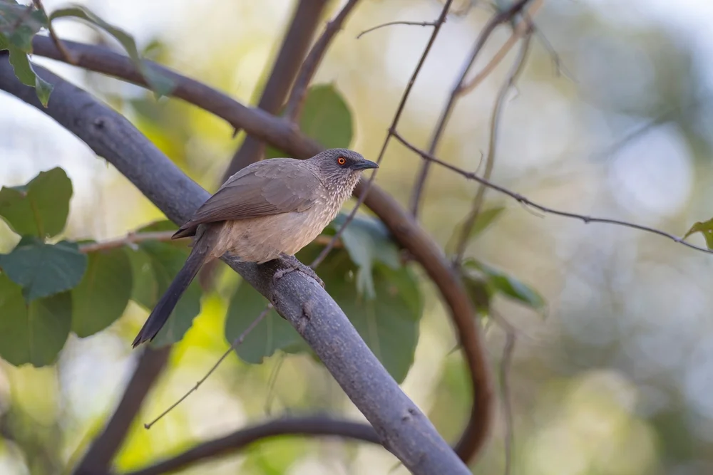 Somali-Drossling (Turdoides hindei)