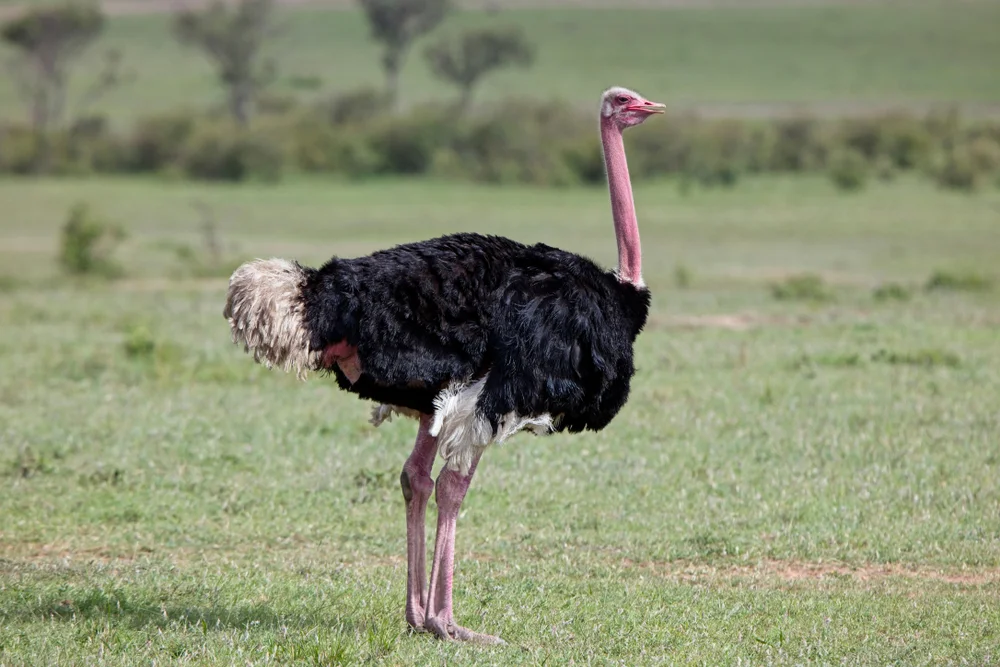 Somali-Strauß (Struthio molybdophanes)