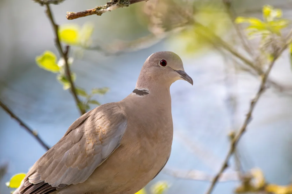Somali-Turteltaube (Streptopelia decipiens)