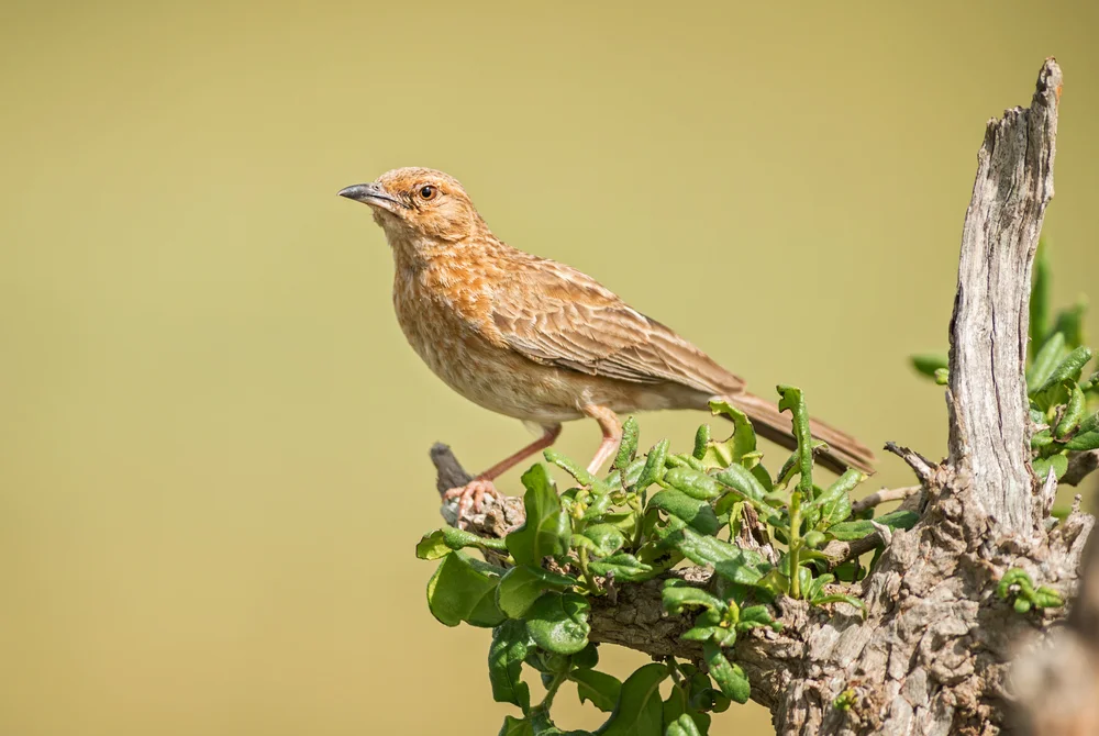 Somalierche (Mirafra somalica)