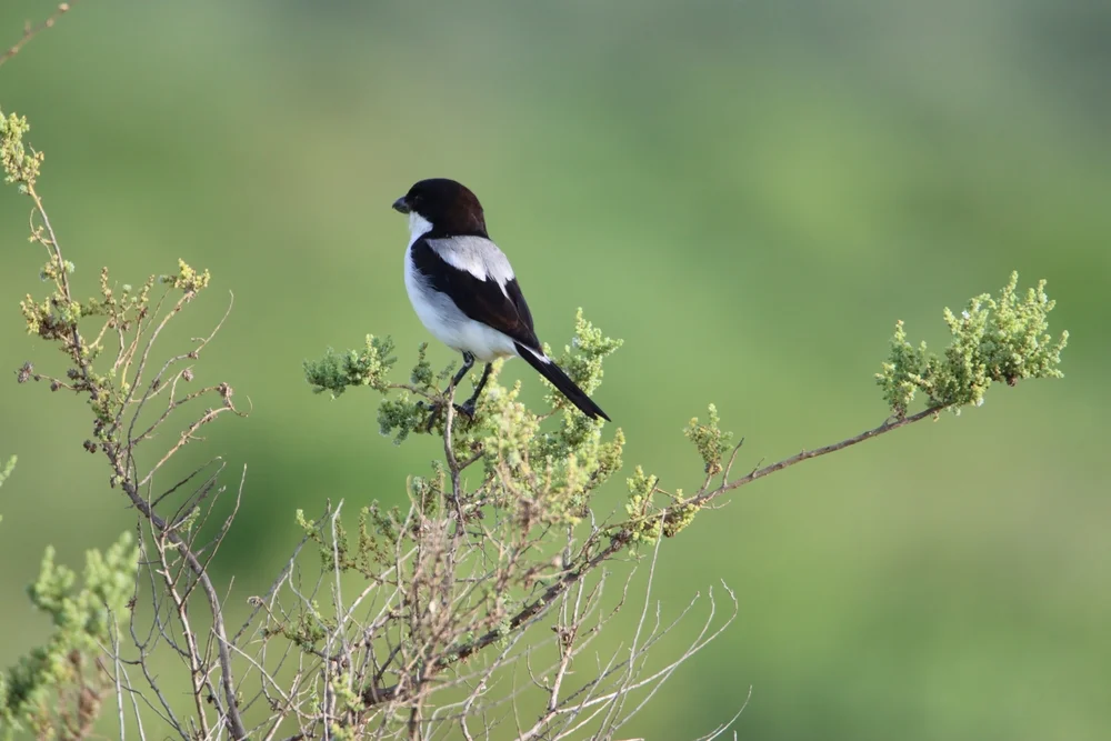 Somalischer Raubwürger (Lanius somalicus)