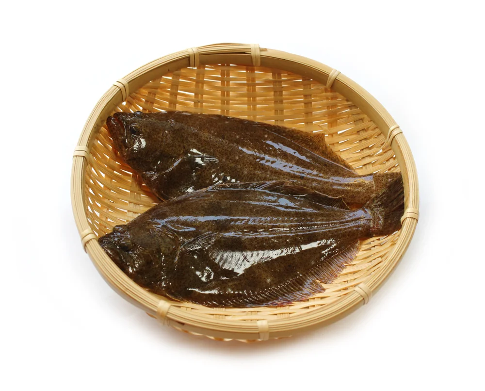 Sommerflunder (Paralichthys dentatus)