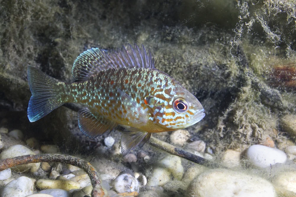Sonnenbarsch (Lepomis gibbosus)