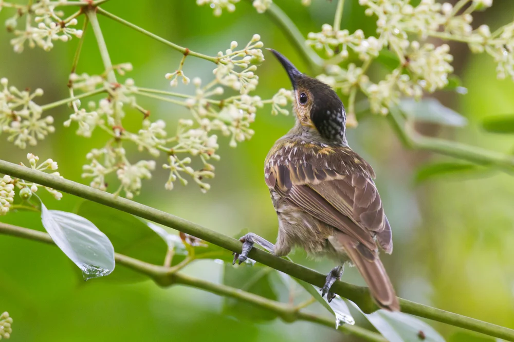 Sonnennattern (Xanthotis flaviventer)