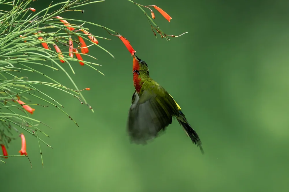 Sonnennektarvogel (Cinnyris solaris)