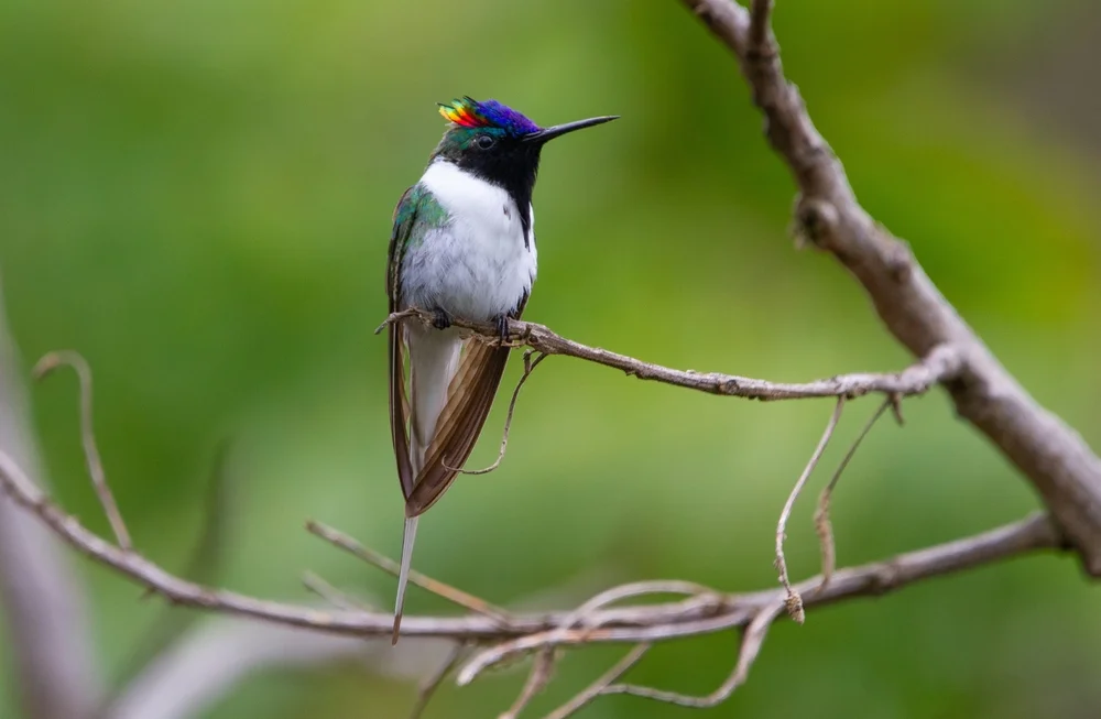 Sonnenralle (Heliactin bilophus)