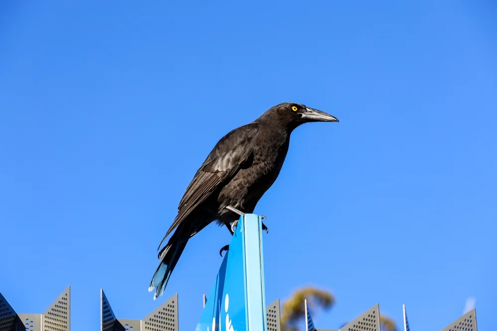 Sooty Bunting (Asemospiza fuliginosa)