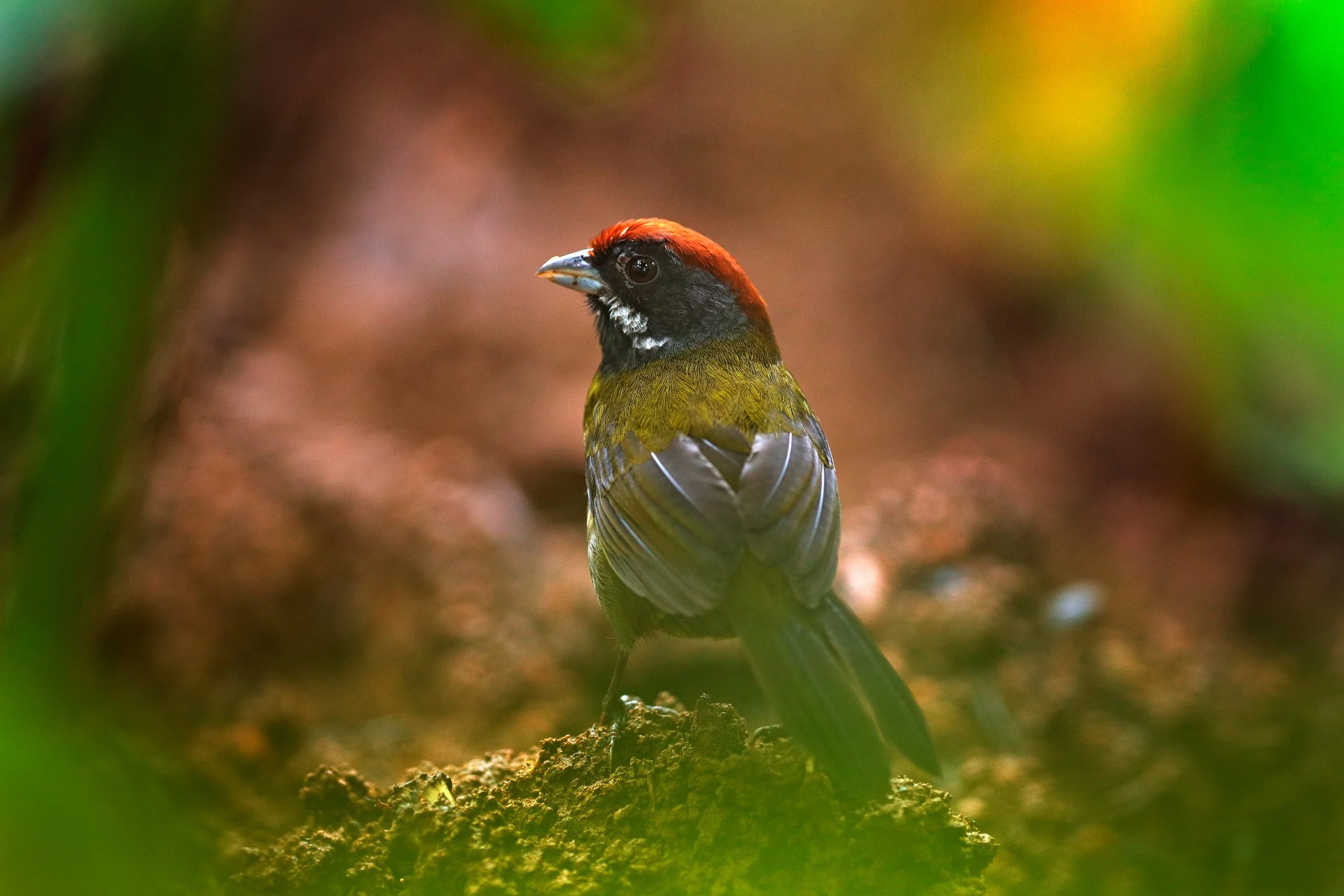 Sooty-faced Finch (Arremon crassirostris)