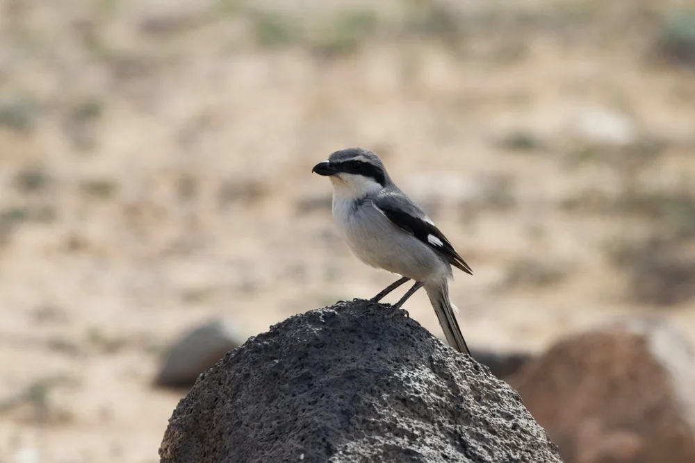 Southern Grey Shrike (Lanius meridionalis)