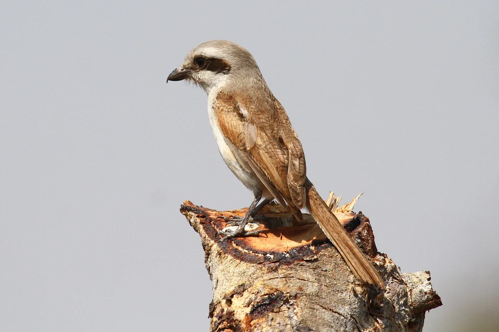 Souzas Würger (Lanius souzae)