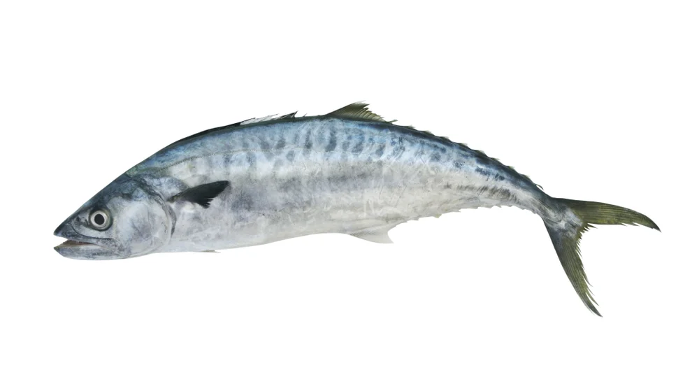 Spanische Makrelen (Scomberomorus cavalla)