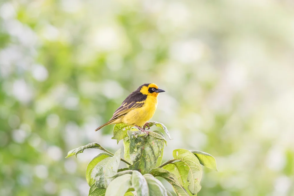 Spekes Weber (Ploceus spekei)