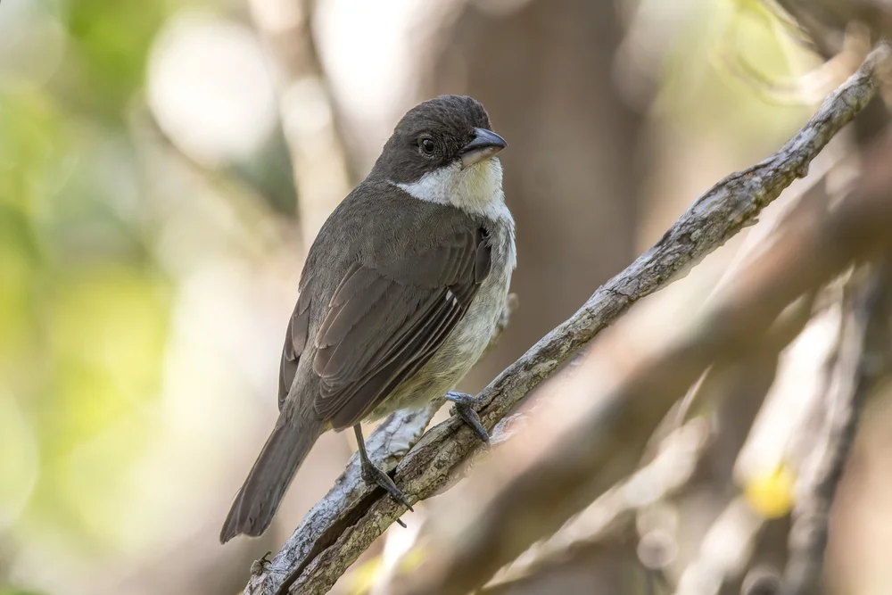 Spiegelnden Fink (Nesospingus speculiferus)