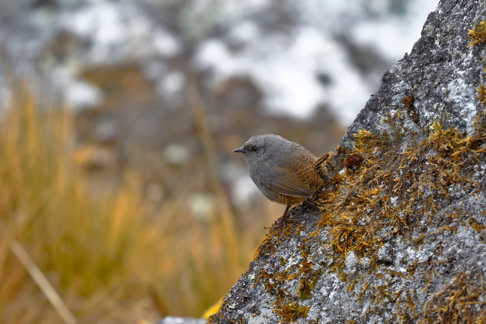Spillmanns Tapaculo (Scytalopus superciliaris)