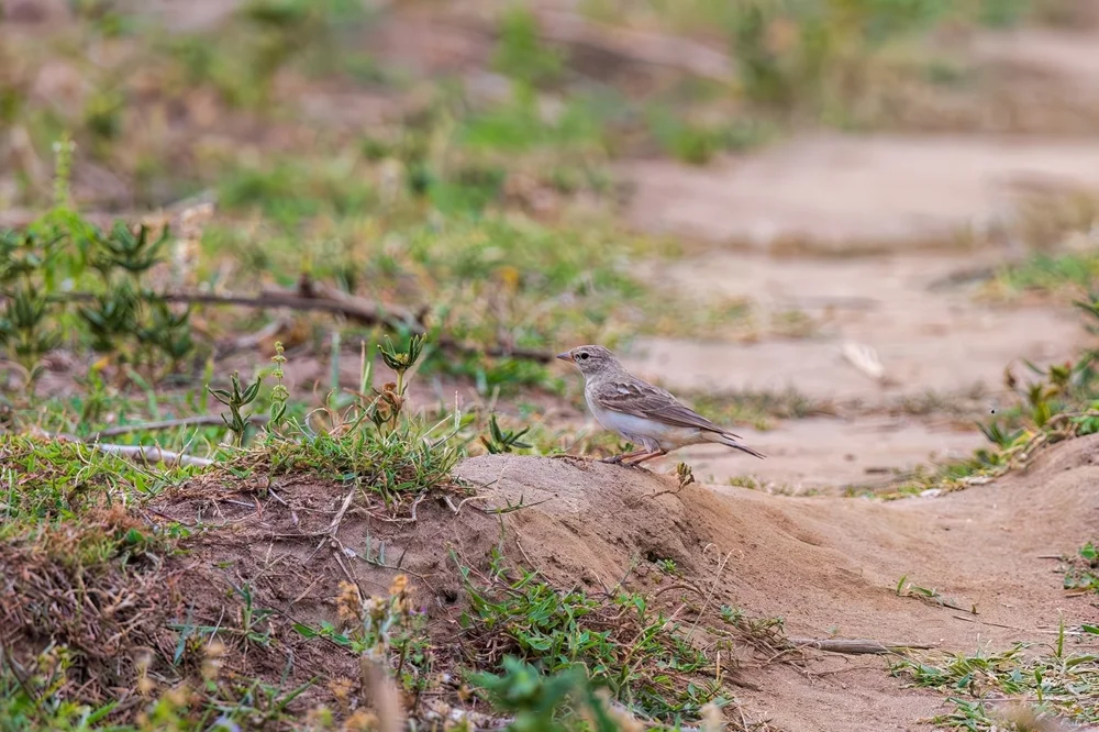 Spitzflügel-Lerche (Calandrella acutirostris)