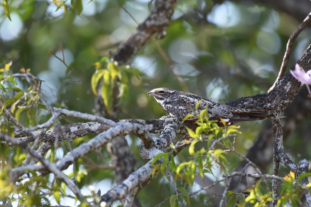 Spitzflügel-Nachtschwalbe (Chordeiles acutipennis)