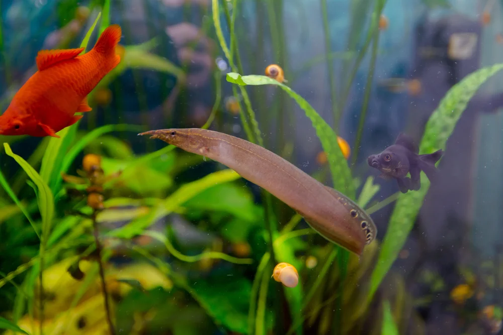 Spitzkopfnattern (Mastacembelidae)