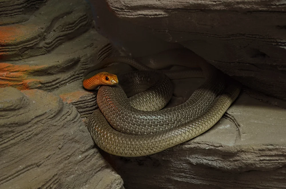 Spitznasen-Rüsselotter (Rhamphiophis oxyrhynchus)