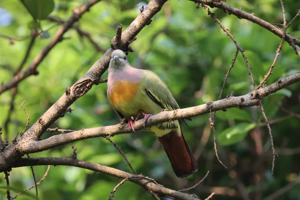 Spitzschwanz-Grüntaube (treron oxyurus)