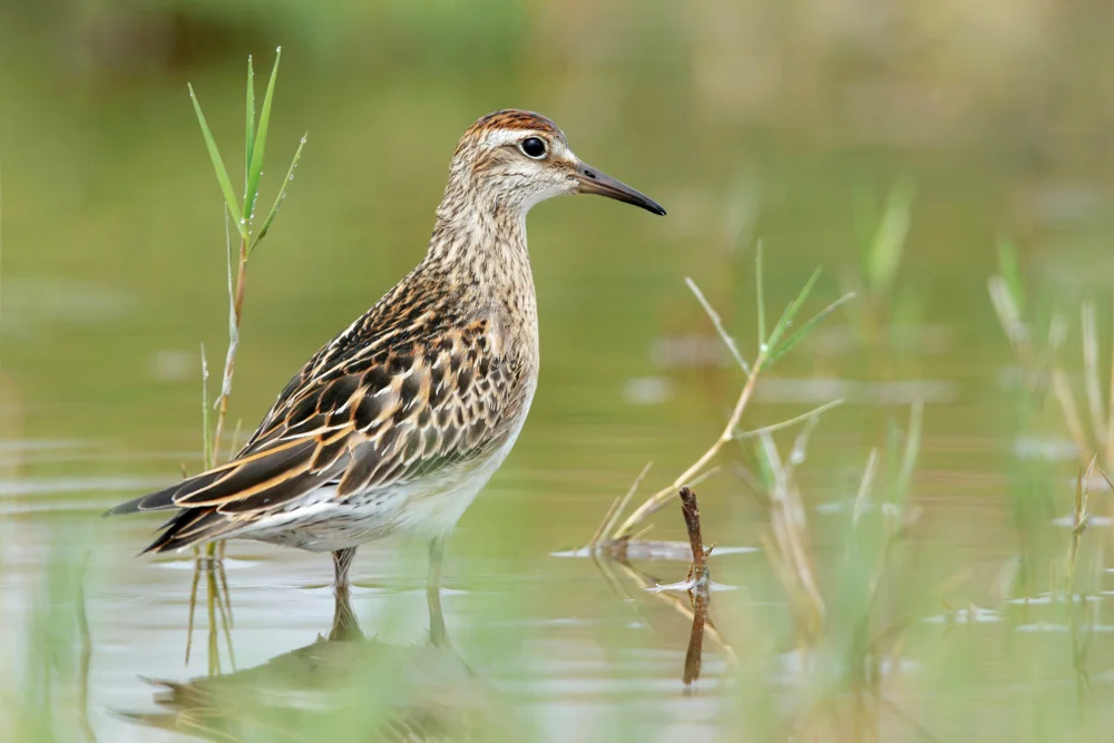 Spitzschwanz-Strandläufer (Calidris acuminata)