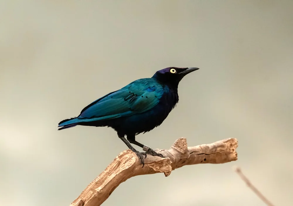 Splendid Starling (Lamprotornis splendidus)
